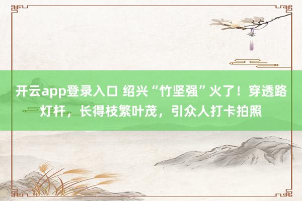 开云app登录入口 绍兴“竹坚强”火了！穿透路灯杆，长得枝繁叶茂，引众人打卡拍照